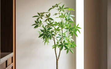 Silk House kunstbomen