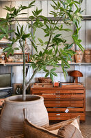 Silk House kunstboom Schefflera 180cm hoogte