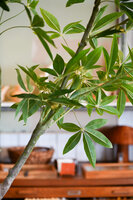 Silk House kunstboom Schefflera 180cm hoogte