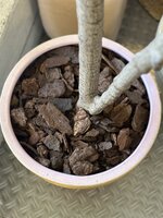 Kunstboom Mimosa 210cm hoogte stam