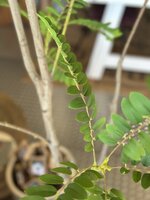 Kunstboom Mimosa 210cm hoogte