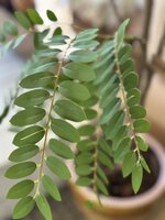 Kunstboom Mimosa 210cm hoogte