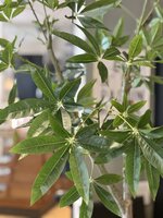 Silk House kunstboom Schefflera 180cm hoogte