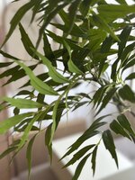 Kunstboom Bamboe 240cm hoog