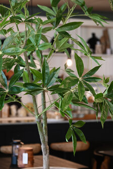 Kunstboom Schefflera 180cm hoogte