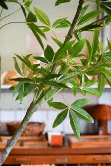 Kunstboom Schefflera 180cm hoogte