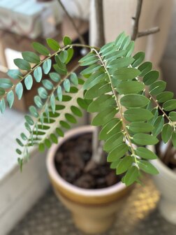 Kunstboom Mimosa 210cm hoogte