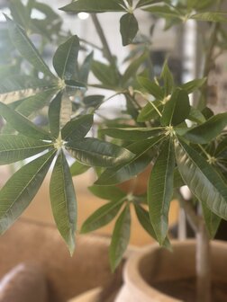Kunstboom Schefflera 180cm hoogte
