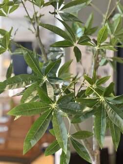 Kunstboom Schefflera 180cm hoogte
