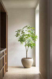 Silk House Kunstboom Schefflera 180cm hoogte