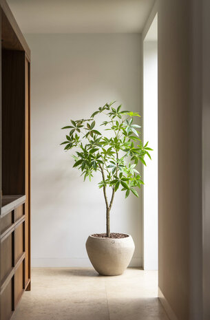 Silk House Kunstboom Schefflera 180cm hoogte